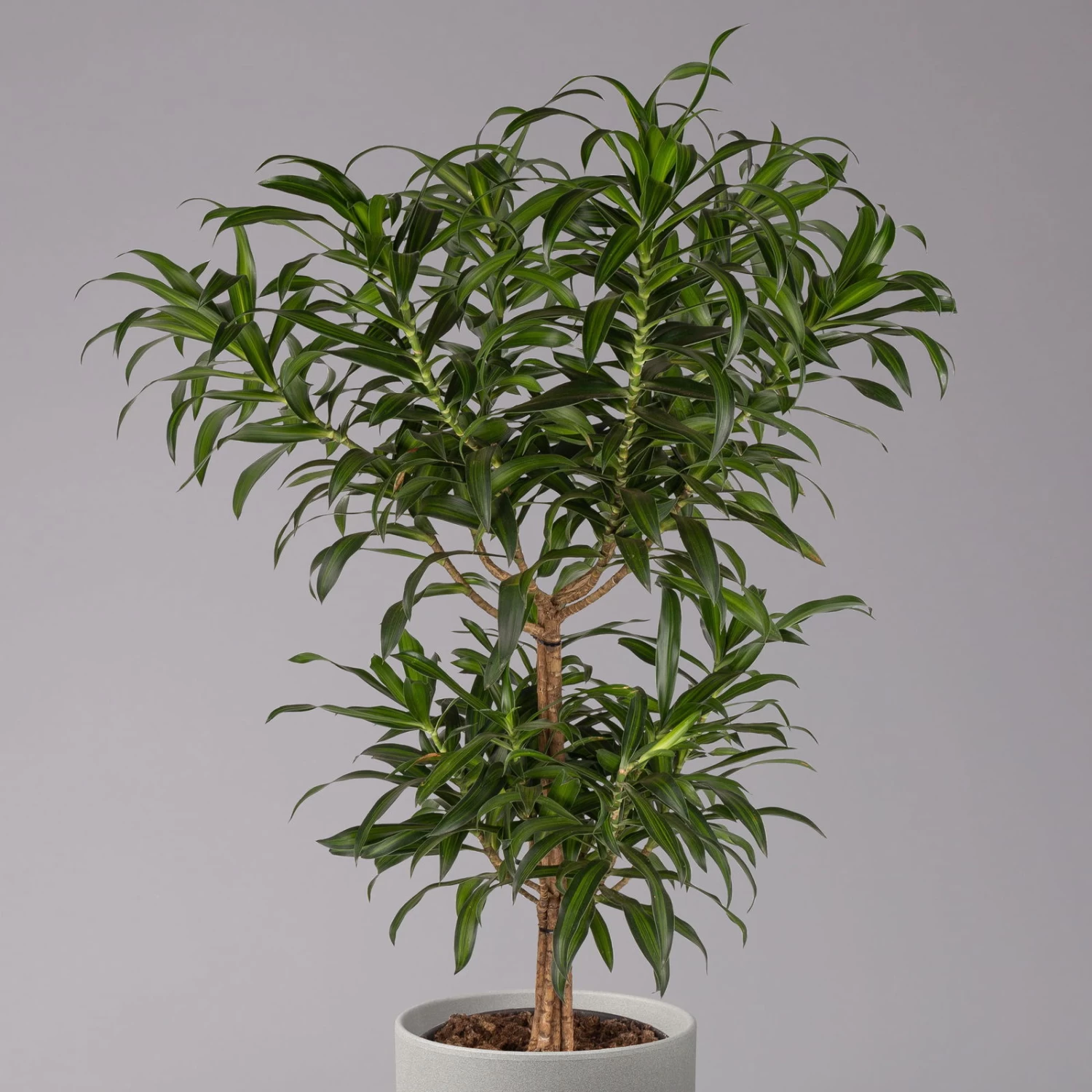 Duftender Drachenbaum 'Song Of Jamaica', Topf-Ø 24 Cm, Höhe Ca. 90 Cm 2 Duftender Drachenbaum 'Song Of Jamaica', Topf-Ø 24 Cm, Höhe Ca. 90 Cm – Bild 2