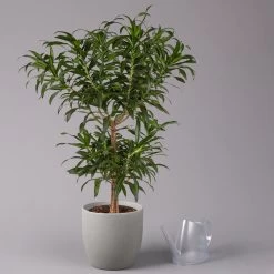 Duftender Drachenbaum 'Song Of Jamaica', Topf-Ø 24 Cm, Höhe Ca. 90 Cm 8 Duftender Drachenbaum 'Song Of Jamaica', Topf-Ø 24 Cm, Höhe Ca. 90 Cm -Gartenbedarf Verkäufe 0221400039 Dracaena refl Song of Jamaica 24cm 3