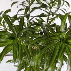 Duftender Drachenbaum 'Song Of Jamaica', Topf-Ø 24 Cm, Höhe Ca. 90 Cm 9 Duftender Drachenbaum 'Song Of Jamaica', Topf-Ø 24 Cm, Höhe Ca. 90 Cm -Gartenbedarf Verkäufe 0221400039 Dracaena refl Song of Jamaica 24cm 4