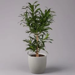 Drachenbaum, Karussell-Form, Topf-Ø 24 Cm, Höhe Ca. 90 Cm