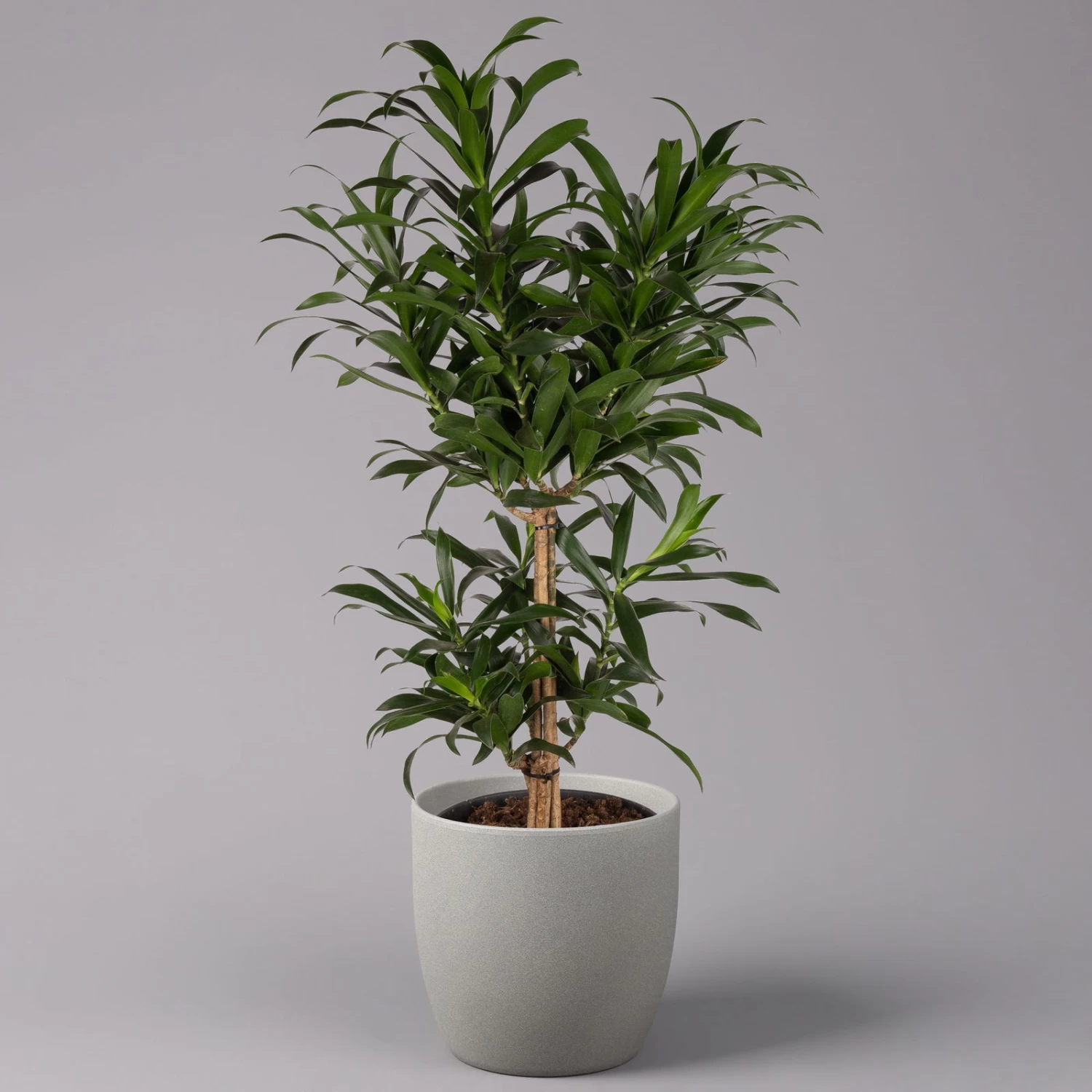 Drachenbaum, Karussell-Form, Topf-Ø 24 Cm, Höhe Ca. 90 Cm 1 Drachenbaum, Karussell-Form, Topf-Ø 24 Cm, Höhe Ca. 90 Cm