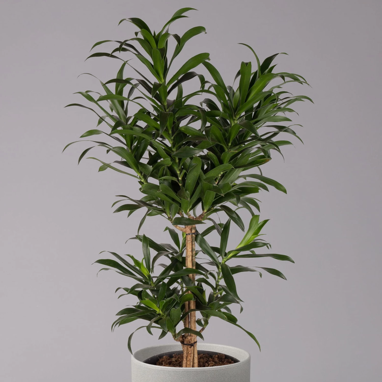 Drachenbaum, Karussell-Form, Topf-Ø 24 Cm, Höhe Ca. 90 Cm 2 Drachenbaum, Karussell-Form, Topf-Ø 24 Cm, Höhe Ca. 90 Cm – Bild 2