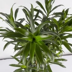 Drachenbaum, Karussell-Form, Topf-Ø 24 Cm, Höhe Ca. 90 Cm 9 Drachenbaum, Karussell-Form, Topf-Ø 24 Cm, Höhe Ca. 90 Cm -Gartenbedarf Verkäufe 0221400041 Dracaena reflexa Carroussell 24cm 4