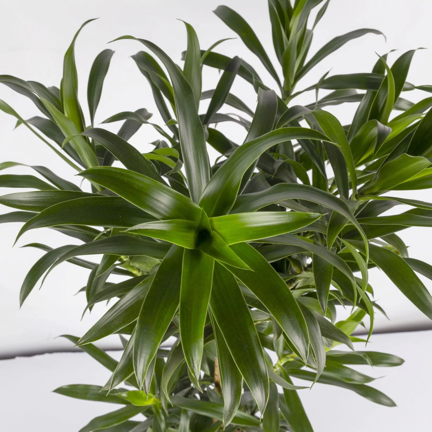 Drachenbaum, Karussell-Form, Topf-Ø 24 Cm, Höhe Ca. 90 Cm 4 Drachenbaum, Karussell-Form, Topf-Ø 24 Cm, Höhe Ca. 90 Cm – Bild 4