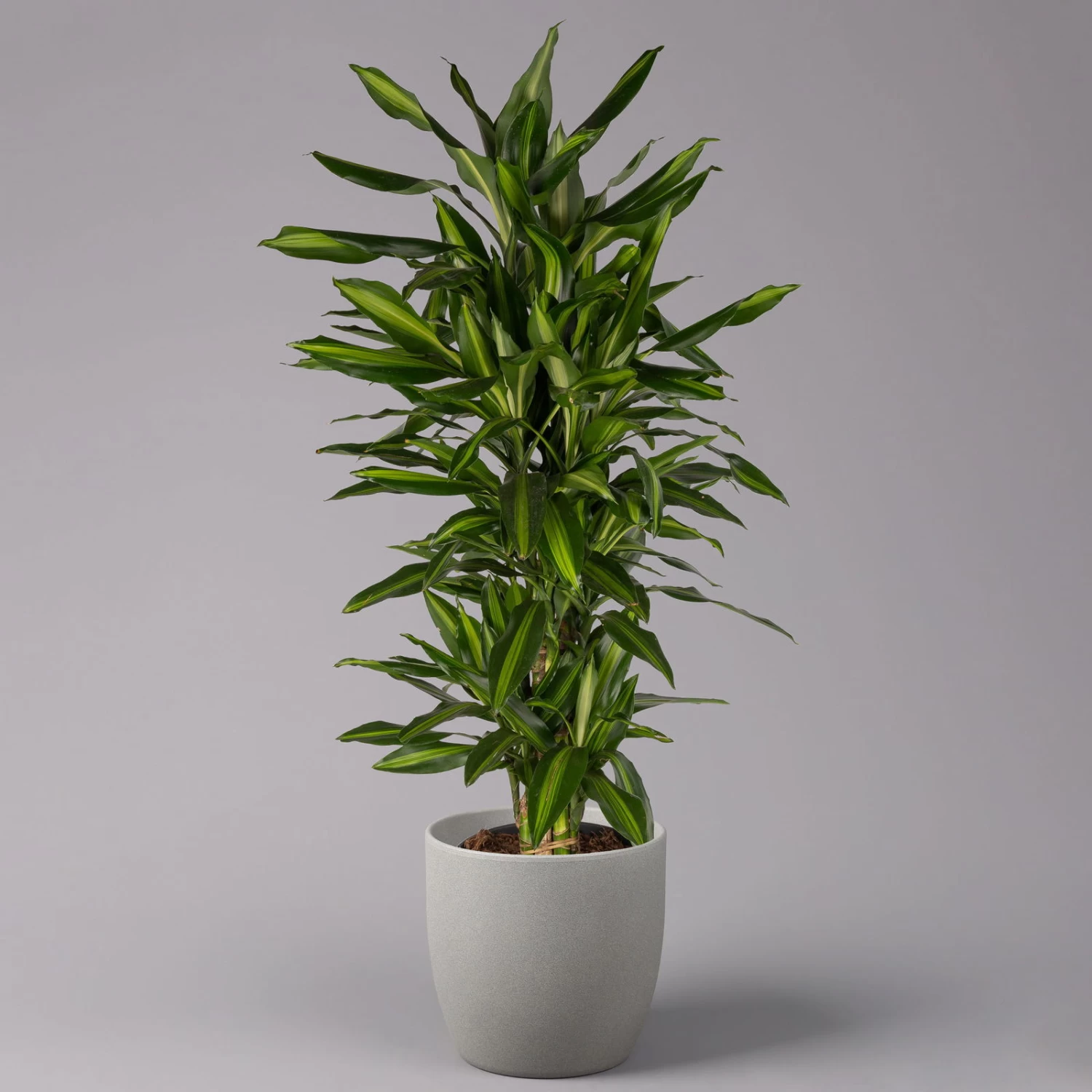 Duftender Drachenbaum 'Hawaiian Sunshine', Topf-Ø 27 Cm, H: Ca. 100 Cm 1 Duftender Drachenbaum 'Hawaiian Sunshine', Topf-Ø 27 Cm, H: Ca. 100 Cm