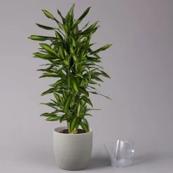 Duftender Drachenbaum 'Hawaiian Sunshine', Topf-Ø 27 Cm, H: Ca. 100 Cm 8 Duftender Drachenbaum 'Hawaiian Sunshine', Topf-Ø 27 Cm, H: Ca. 100 Cm -Gartenbedarf Verkäufe 0221500025 Dracaena fr Hawaiian Sunshine 27cm 3