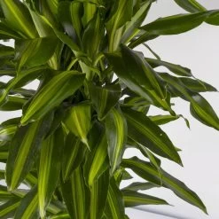 Duftender Drachenbaum 'Hawaiian Sunshine', Topf-Ø 27 Cm, H: Ca. 100 Cm 9 Duftender Drachenbaum 'Hawaiian Sunshine', Topf-Ø 27 Cm, H: Ca. 100 Cm -Gartenbedarf Verkäufe 0221500025 Dracaena fr Hawaiian Sunshine 27cm 4