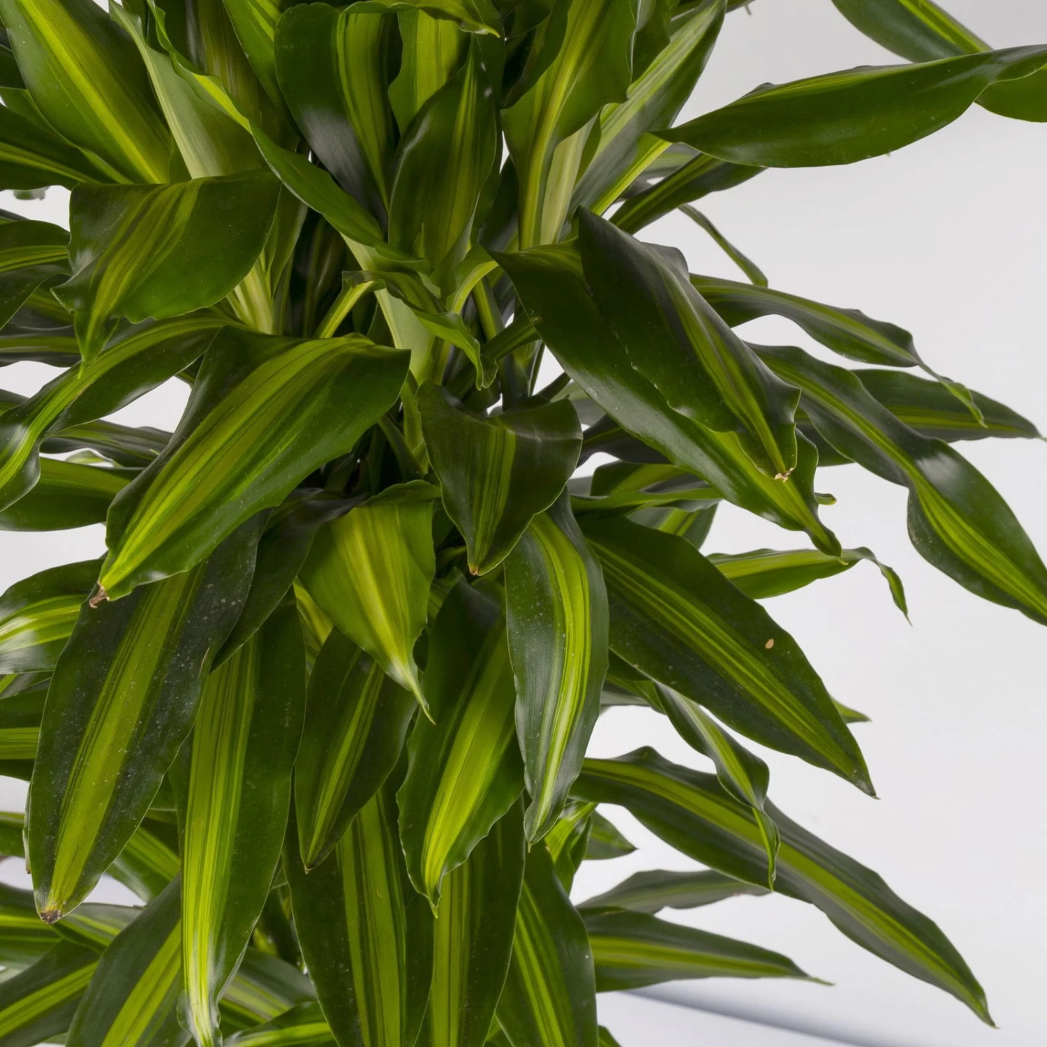 Duftender Drachenbaum 'Hawaiian Sunshine', Topf-Ø 27 Cm, H: Ca. 100 Cm 4 Duftender Drachenbaum 'Hawaiian Sunshine', Topf-Ø 27 Cm, H: Ca. 100 Cm – Bild 4