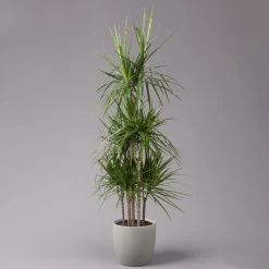 Gerandeter Drachenbaum, Topf-Ø 32 Cm, Höhe Ca. 150 Cm