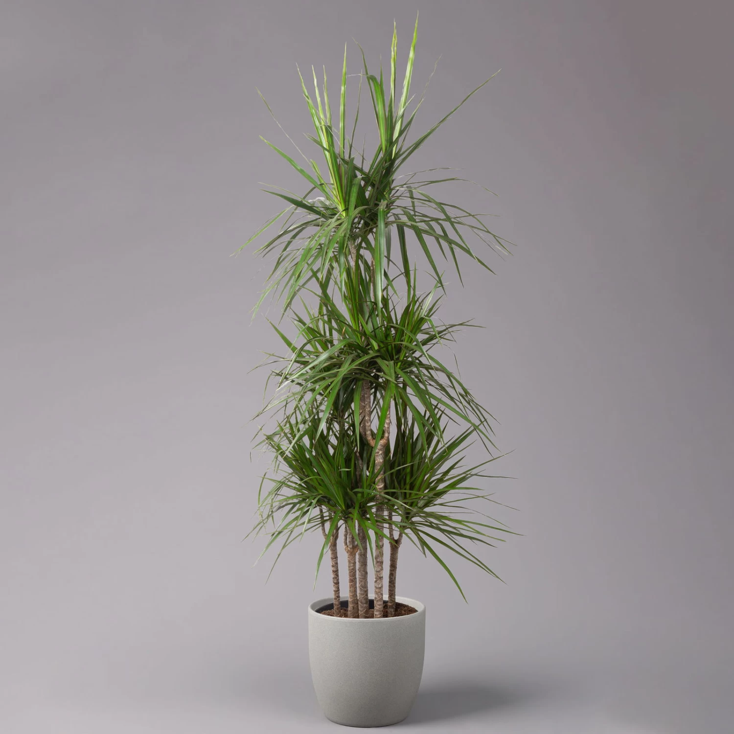 Gerandeter Drachenbaum, Topf-Ø 32 Cm, Höhe Ca. 150 Cm 1 Gerandeter Drachenbaum, Topf-Ø 32 Cm, Höhe Ca. 150 Cm