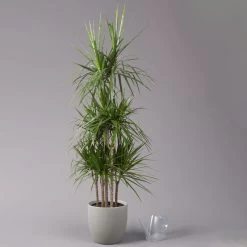 Gerandeter Drachenbaum, Topf-Ø 32 Cm, Höhe Ca. 150 Cm 8 Gerandeter Drachenbaum, Topf-Ø 32 Cm, Höhe Ca. 150 Cm -Gartenbedarf Verkäufe 0221500026 Dracaena marginata 90 Carousell 31cm 3