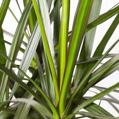 Gerandeter Drachenbaum, Topf-Ø 32 Cm, Höhe Ca. 150 Cm 9 Gerandeter Drachenbaum, Topf-Ø 32 Cm, Höhe Ca. 150 Cm -Gartenbedarf Verkäufe 0221500026 Dracaena marginata 90 Carousell 31cm 4