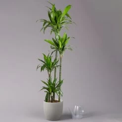 Duftender Drachenbaum 'Janet Craig', Topf-Ø 27 Cm, Höhe Ca. 170 Cm -Gartenbedarf Verkäufe 0221500028 Dracaena fr Janet Craig 4er Tuff 27cm 3