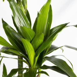 Duftender Drachenbaum 'Janet Craig', Topf-Ø 27 Cm, Höhe Ca. 170 Cm -Gartenbedarf Verkäufe 0221500028 Dracaena fr Janet Craig 4er Tuff 27cm 4