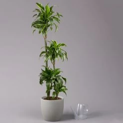 Duftender Drachenbaum 'Dorado', Topf-Ø 27 Cm, Höhe Ca. 160 Cm -Gartenbedarf Verkäufe 0221500035 Dracaena fragr Dorado 27cm 3