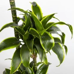 Duftender Drachenbaum 'Dorado', Topf-Ø 27 Cm, Höhe Ca. 160 Cm -Gartenbedarf Verkäufe 0221500035 Dracaena fragr Dorado 27cm 4