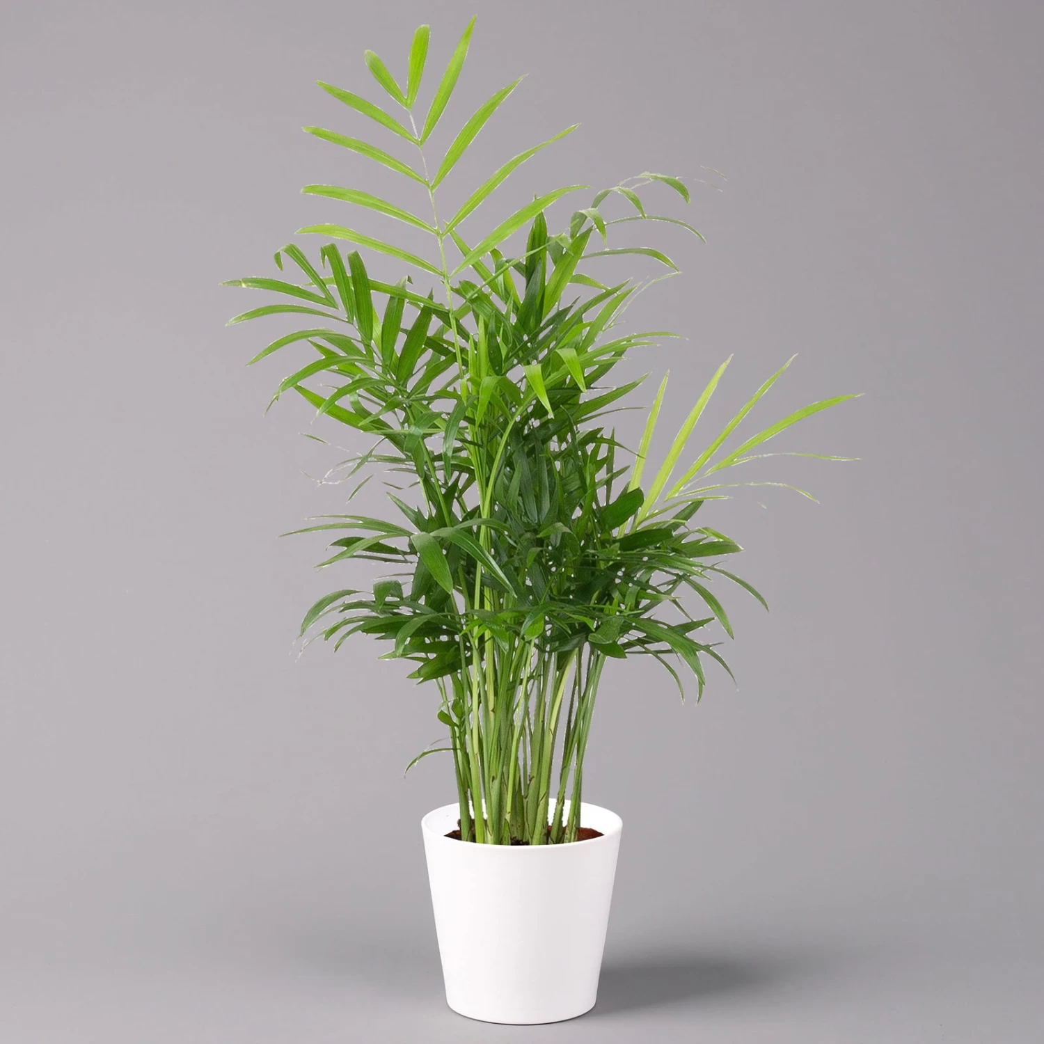 Bergpalme Mit Keramiktopf Dallas Weiß, Topf-Ø 12 Cm, Höhe Ca. 30 Cm 1 Bergpalme Mit Keramiktopf Dallas Weiß, Topf-Ø 12 Cm, Höhe Ca. 30 Cm