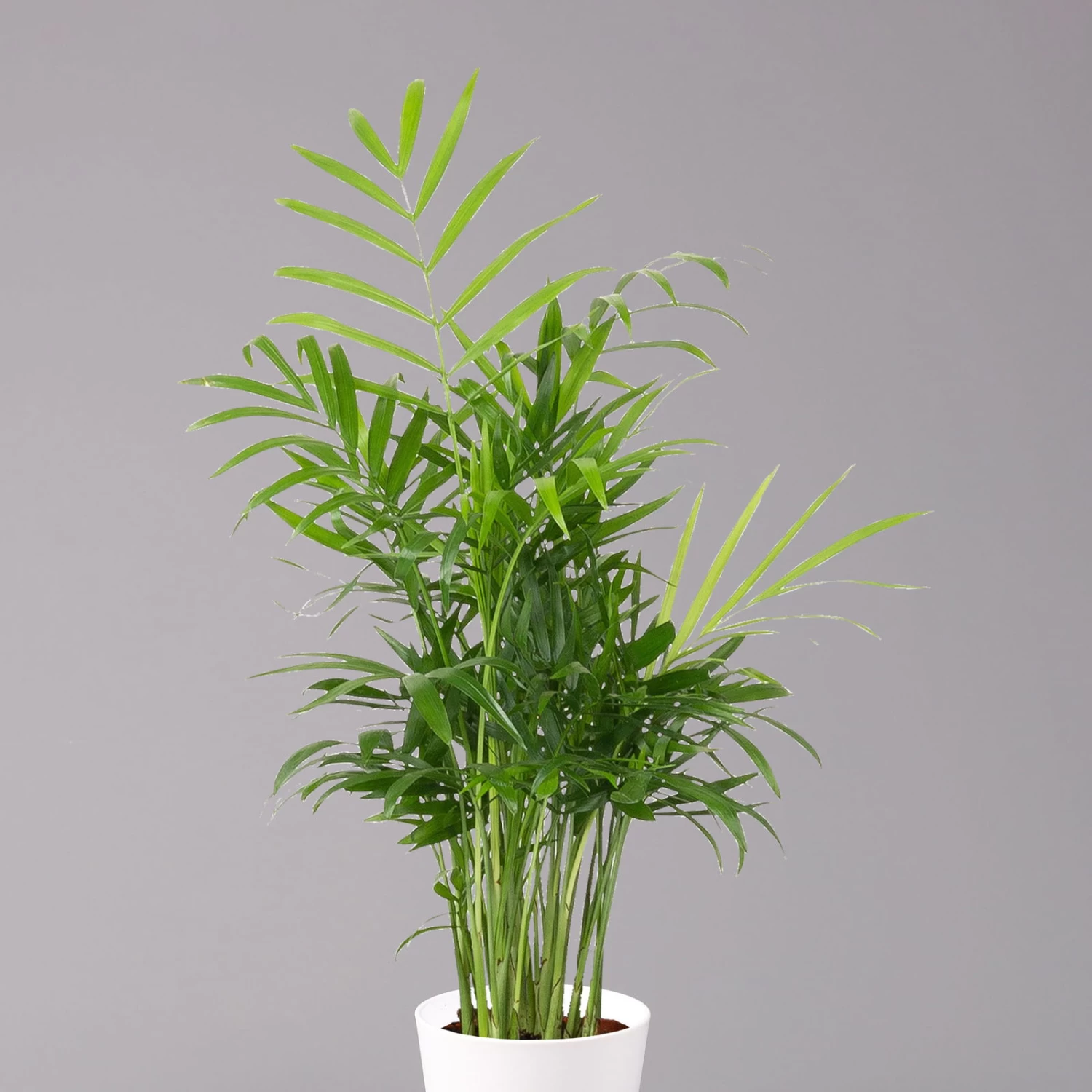 Bergpalme Mit Keramiktopf Dallas Weiß, Topf-Ø 12 Cm, Höhe Ca. 30 Cm 2 Bergpalme Mit Keramiktopf Dallas Weiß, Topf-Ø 12 Cm, Höhe Ca. 30 Cm – Bild 2