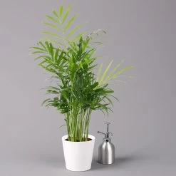 Bergpalme Mit Keramiktopf Dallas Weiß, Topf-Ø 12 Cm, Höhe Ca. 30 Cm 9 Bergpalme Mit Keramiktopf Dallas Weiß, Topf-Ø 12 Cm, Höhe Ca. 30 Cm -Gartenbedarf Verkäufe 0222100028 Chamaedorea elegans Dallas weiss 32