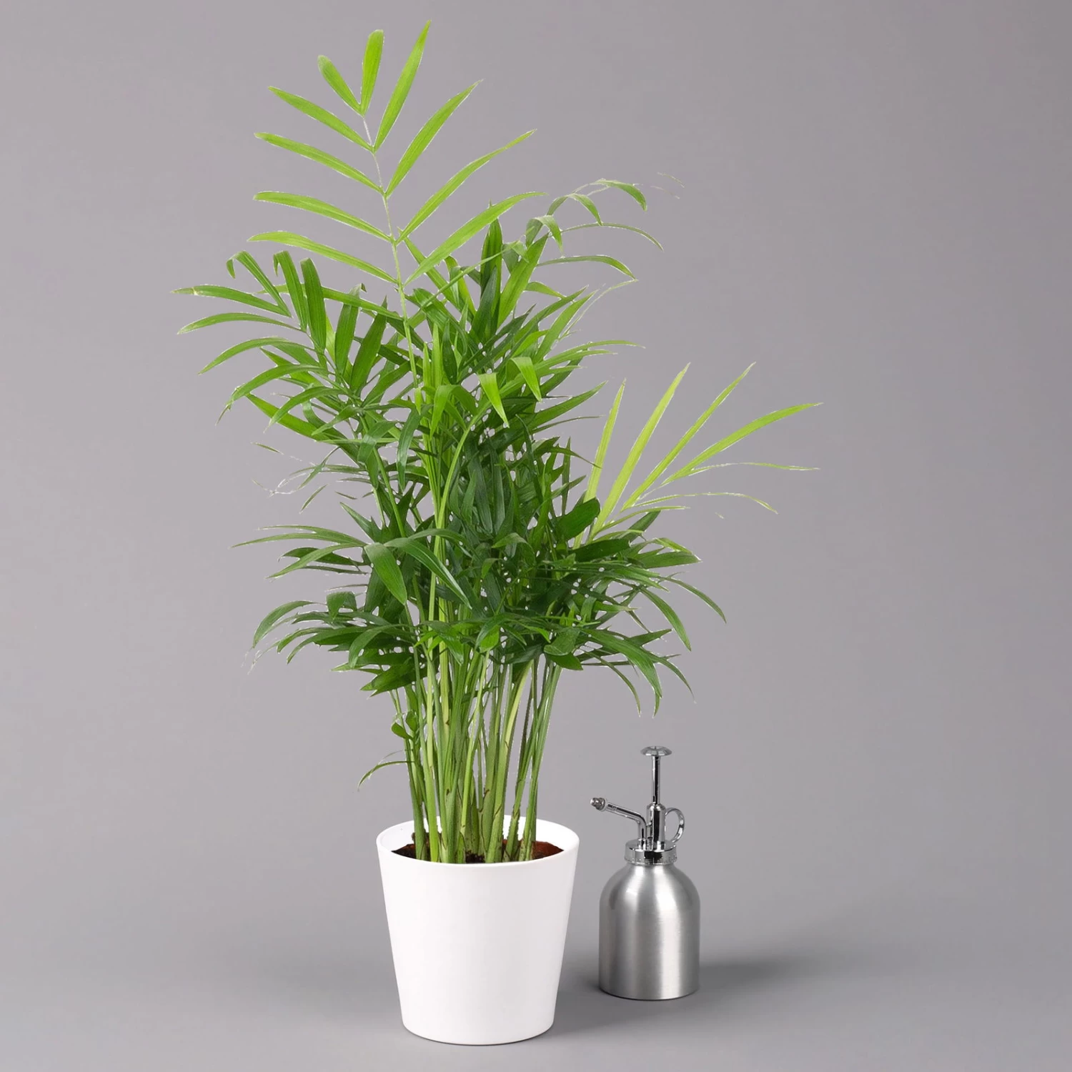 Bergpalme Mit Keramiktopf Dallas Weiß, Topf-Ø 12 Cm, Höhe Ca. 30 Cm 3 Bergpalme Mit Keramiktopf Dallas Weiß, Topf-Ø 12 Cm, Höhe Ca. 30 Cm – Bild 3