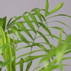 Bergpalme Mit Keramiktopf Dallas Weiß, Topf-Ø 12 Cm, Höhe Ca. 30 Cm 10 Bergpalme Mit Keramiktopf Dallas Weiß, Topf-Ø 12 Cm, Höhe Ca. 30 Cm -Gartenbedarf Verkäufe 0222100028 Chamaedorea elegans Dallas weiss 42