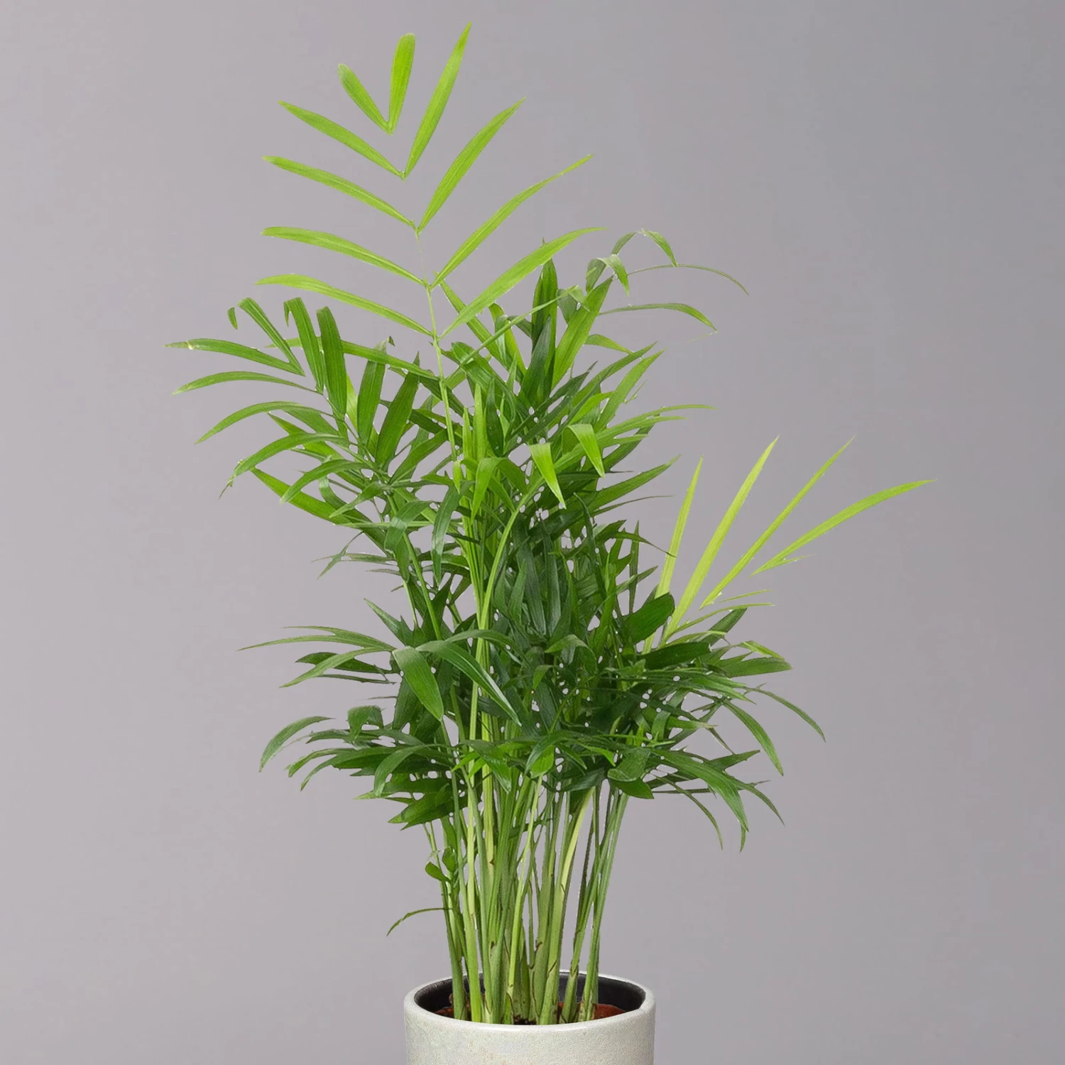 Bergpalme In Keramiktopf Lauren Grün, Topf-Ø 12 Cm, Höhe Ca. 40 Cm 2 Bergpalme In Keramiktopf Lauren Grün, Topf-Ø 12 Cm, Höhe Ca. 40 Cm – Bild 2