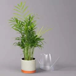 Bergpalme In Keramiktopf Lauren Grün, Topf-Ø 12 Cm, Höhe Ca. 40 Cm 8 Bergpalme In Keramiktopf Lauren Grün, Topf-Ø 12 Cm, Höhe Ca. 40 Cm -Gartenbedarf Verkäufe 0222100036 Chamaedorea eleg in Topf Lauren gruen 3