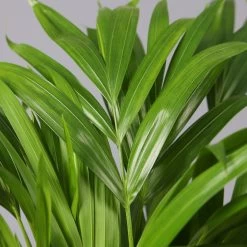 Goldfruchtpalme In Übertopf Vibes Gelb, Topf-Ø 13 Cm, Höhe Ca. 20-30 Cm, 2er-Set -Gartenbedarf Verkäufe 0222200032 Dypsis lutescens in Topf Tusca 42 1