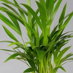 Goldfruchtpalme In Übertopf Vibes Gelb, Topf-Ø 13 Cm, Höhe Ca. 20-30 Cm, 2er-Set -Gartenbedarf Verkäufe 0222200053 0222200054 0222200055 0222200056 Dypsis lutescens 124873 1