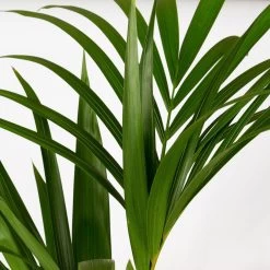 Kentiapalme In Korb Gaby, Topf-Ø 19 Cm, Höhe Ca. 80-110 Cm -Gartenbedarf Verkäufe 0222300035 Howea forsteriana im Dekokorb Gaby T1820 WS 3