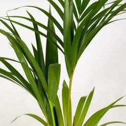 Kentiapalme In Korb Gaby, Topf-Ø 19 Cm, Höhe Ca. 80-110 Cm -Gartenbedarf Verkäufe 0222300035 Howea forsteriana im Dekokorb Gaby T1820 WS 4