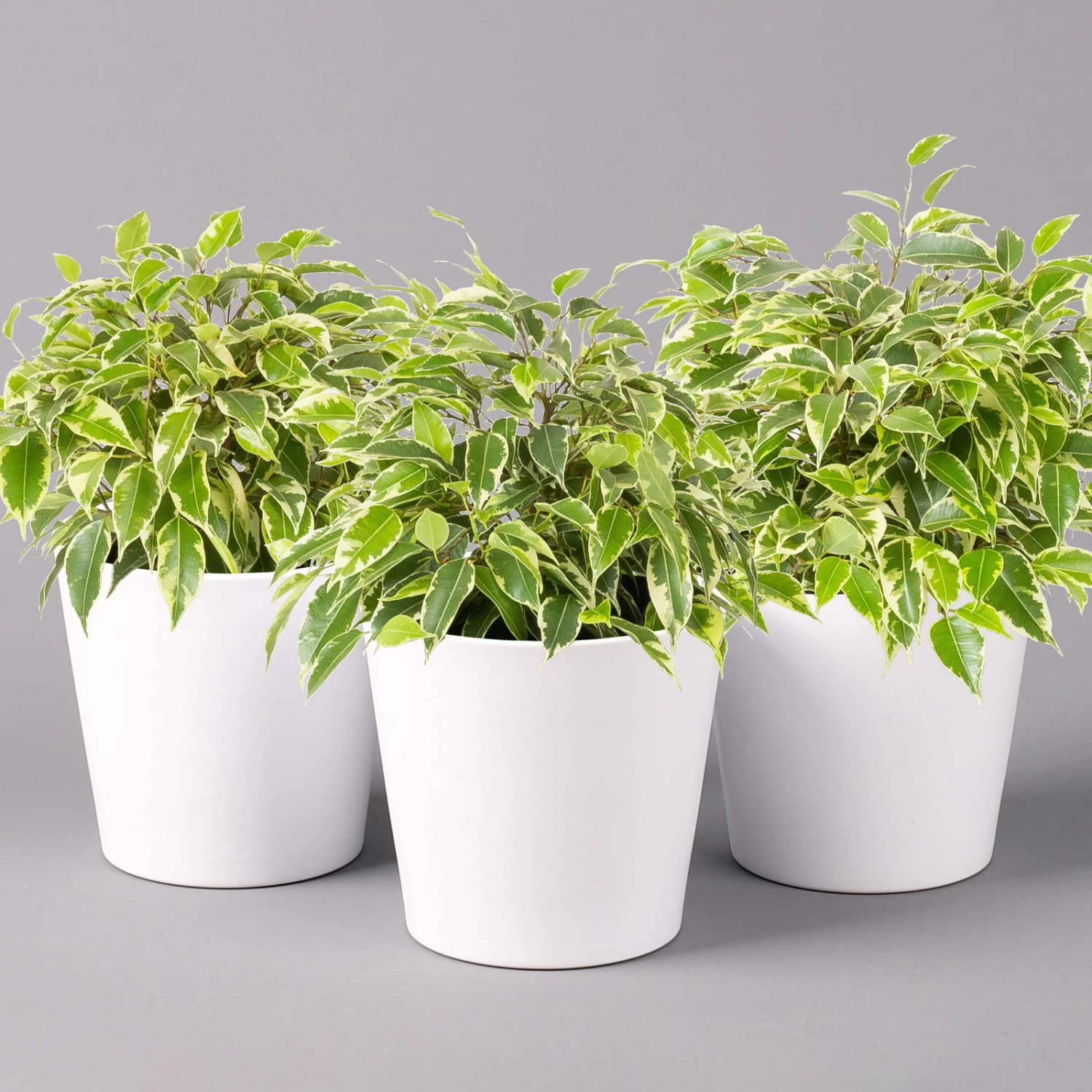 Birkenfeige 'Kinky' In Keramiktopf Weiß, Topf-Ø 12 Cm, Höhe Ca. 25 Cm, 3er-Set 3 Birkenfeige 'Kinky' In Keramiktopf Weiß, Topf-Ø 12 Cm, Höhe Ca. 25 Cm, 3er-Set – Bild 3