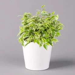 Birkenfeige 'Kinky' In Keramiktopf Weiß, Topf-Ø 12 Cm, Höhe Ca. 25 Cm, 3er-Set 12 Birkenfeige 'Kinky' In Keramiktopf Weiß, Topf-Ø 12 Cm, Höhe Ca. 25 Cm, 3er-Set -Gartenbedarf Verkäufe 0223100065 Ficus benj Kinky Dallas weiss 1 108732