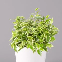 Birkenfeige 'Kinky' In Keramiktopf Weiß, Topf-Ø 12 Cm, Höhe Ca. 25 Cm, 3er-Set 13 Birkenfeige 'Kinky' In Keramiktopf Weiß, Topf-Ø 12 Cm, Höhe Ca. 25 Cm, 3er-Set -Gartenbedarf Verkäufe 0223100065 Ficus benj Kinky Dallas weiss 2 108733