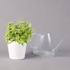 Birkenfeige 'Kinky' In Keramiktopf Weiß, Topf-Ø 12 Cm, Höhe Ca. 25 Cm, 3er-Set 14 Birkenfeige 'Kinky' In Keramiktopf Weiß, Topf-Ø 12 Cm, Höhe Ca. 25 Cm, 3er-Set -Gartenbedarf Verkäufe 0223100065 Ficus benj Kinky Dallas weiss 3 108734