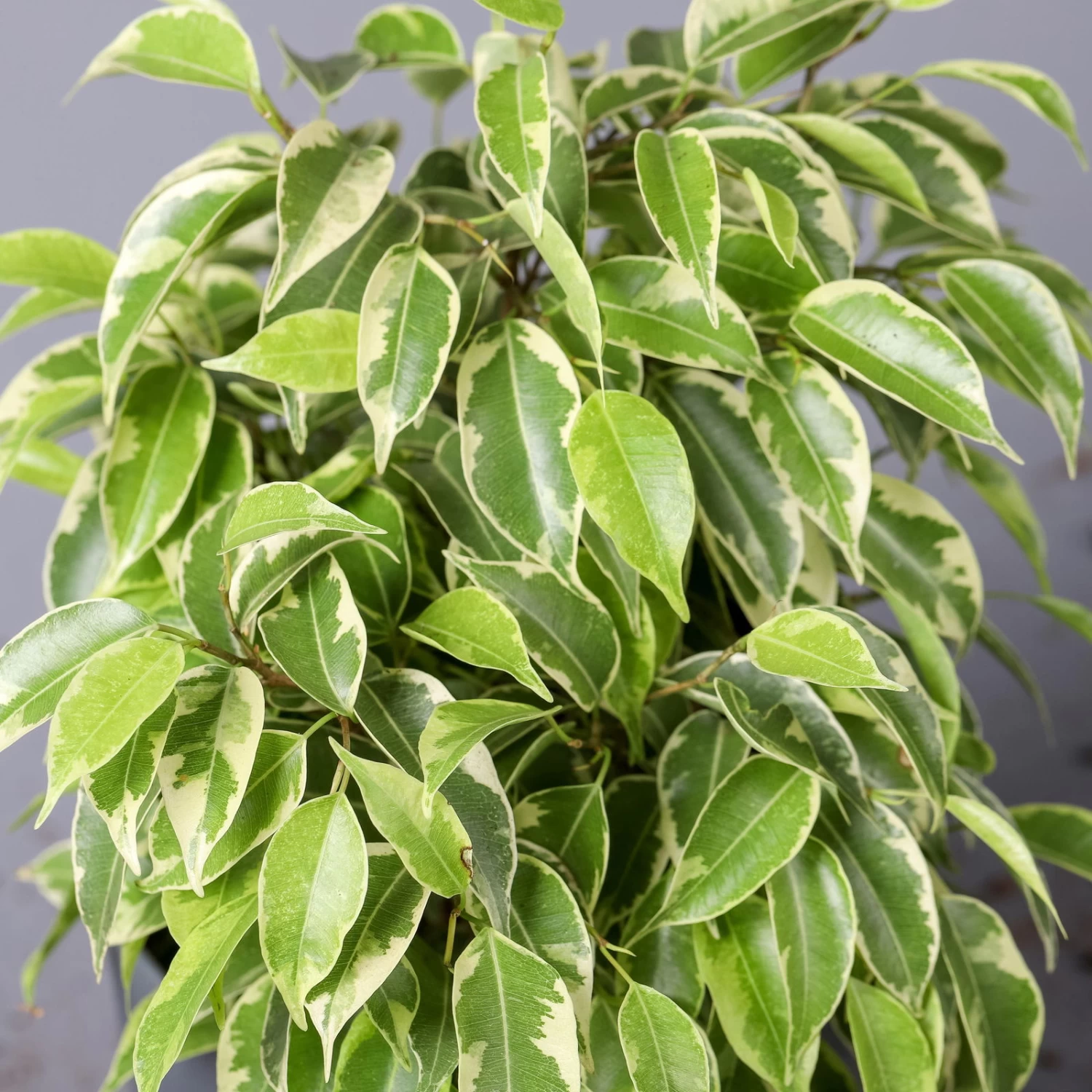 Birkenfeige 'Kinky' In Keramiktopf Weiß, Topf-Ø 12 Cm, Höhe Ca. 25 Cm, 3er-Set 2 Birkenfeige 'Kinky' In Keramiktopf Weiß, Topf-Ø 12 Cm, Höhe Ca. 25 Cm, 3er-Set – Bild 2