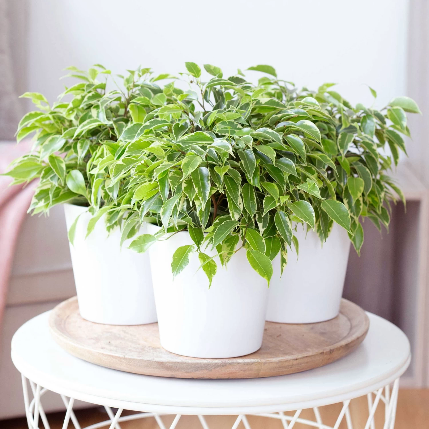 Birkenfeige 'Kinky' In Keramiktopf Weiß, Topf-Ø 12 Cm, Höhe Ca. 25 Cm, 3er-Set 1 Birkenfeige 'Kinky' In Keramiktopf Weiß, Topf-Ø 12 Cm, Höhe Ca. 25 Cm, 3er-Set