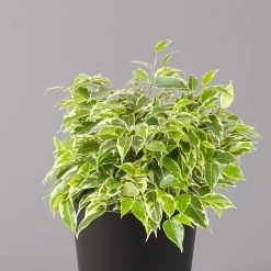 Birkenfeige 'Kinky' In Keramiktopf Dallas Anthrazit, Topf-Ø 12 Cm, 2er-Set -Gartenbedarf Verkäufe 0223100072 Ficus benj Kinky Dallas anthrazit 2