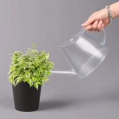 Birkenfeige 'Kinky' In Keramiktopf Dallas Anthrazit, Topf-Ø 12 Cm, 2er-Set -Gartenbedarf Verkäufe 0223100072 Ficus benj Kinky Dallas anthrazit 3