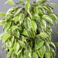 Birkenfeige 'Kinky' In Keramiktopf Dallas Anthrazit, Topf-Ø 12 Cm, 2er-Set -Gartenbedarf Verkäufe 0223100072 Ficus benj Kinky Dallas anthrazit 4