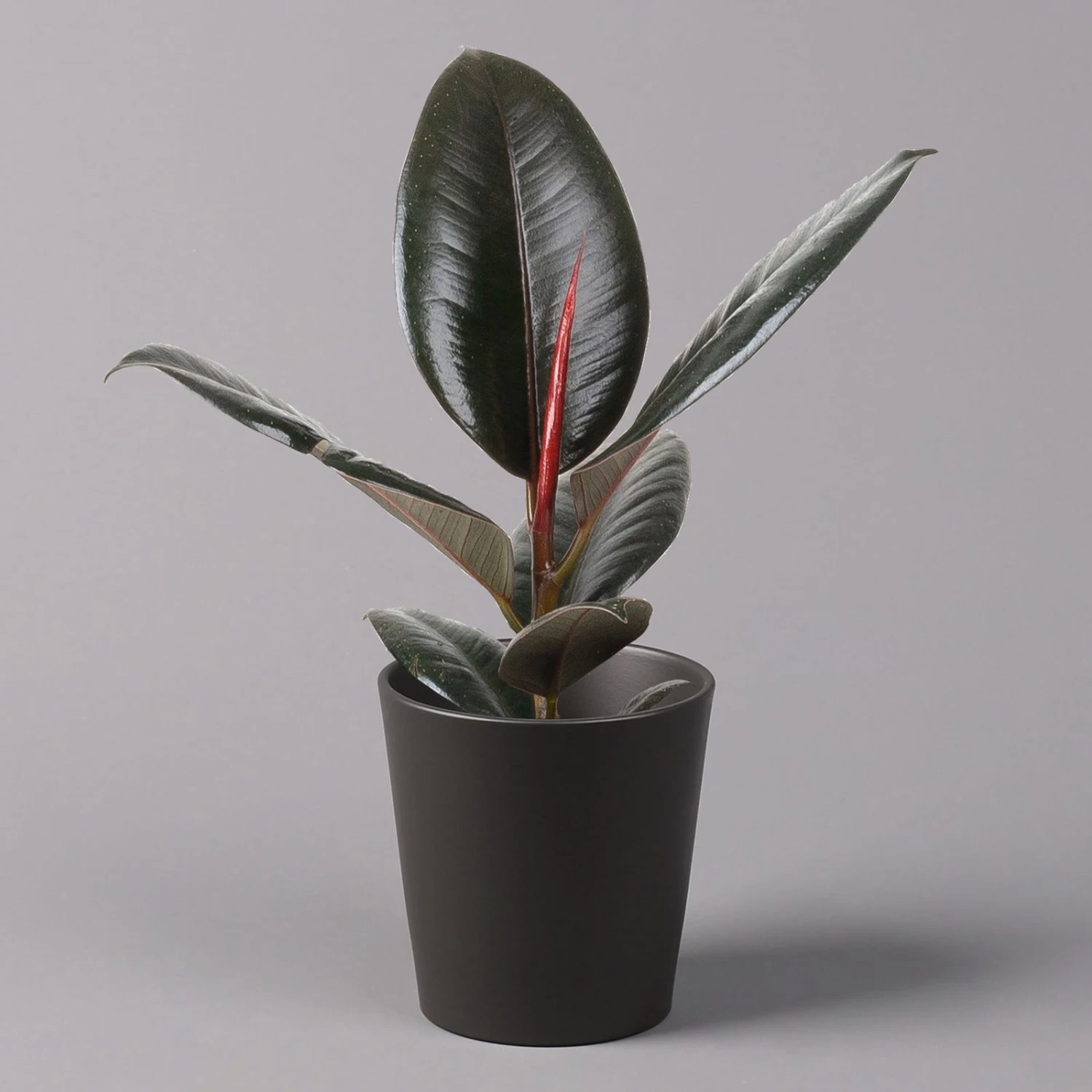 Gummibaum 'Robusta' In Topf Anthrazit, Topf-Ø 12 Cm, Höhe Ca. 40-45cm, 3er-Set 2 Gummibaum 'Robusta' In Topf Anthrazit, Topf-Ø 12 Cm, Höhe Ca. 40-45cm, 3er-Set – Bild 2