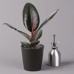 Gummibaum 'Robusta' In Topf Anthrazit, Topf-Ø 12 Cm, Höhe Ca. 40-45cm, 3er-Set 10 Gummibaum 'Robusta' In Topf Anthrazit, Topf-Ø 12 Cm, Höhe Ca. 40-45cm, 3er-Set -Gartenbedarf Verkäufe 0223200061 Ficus el Robusta Dallas anthrazit 3er Set 32