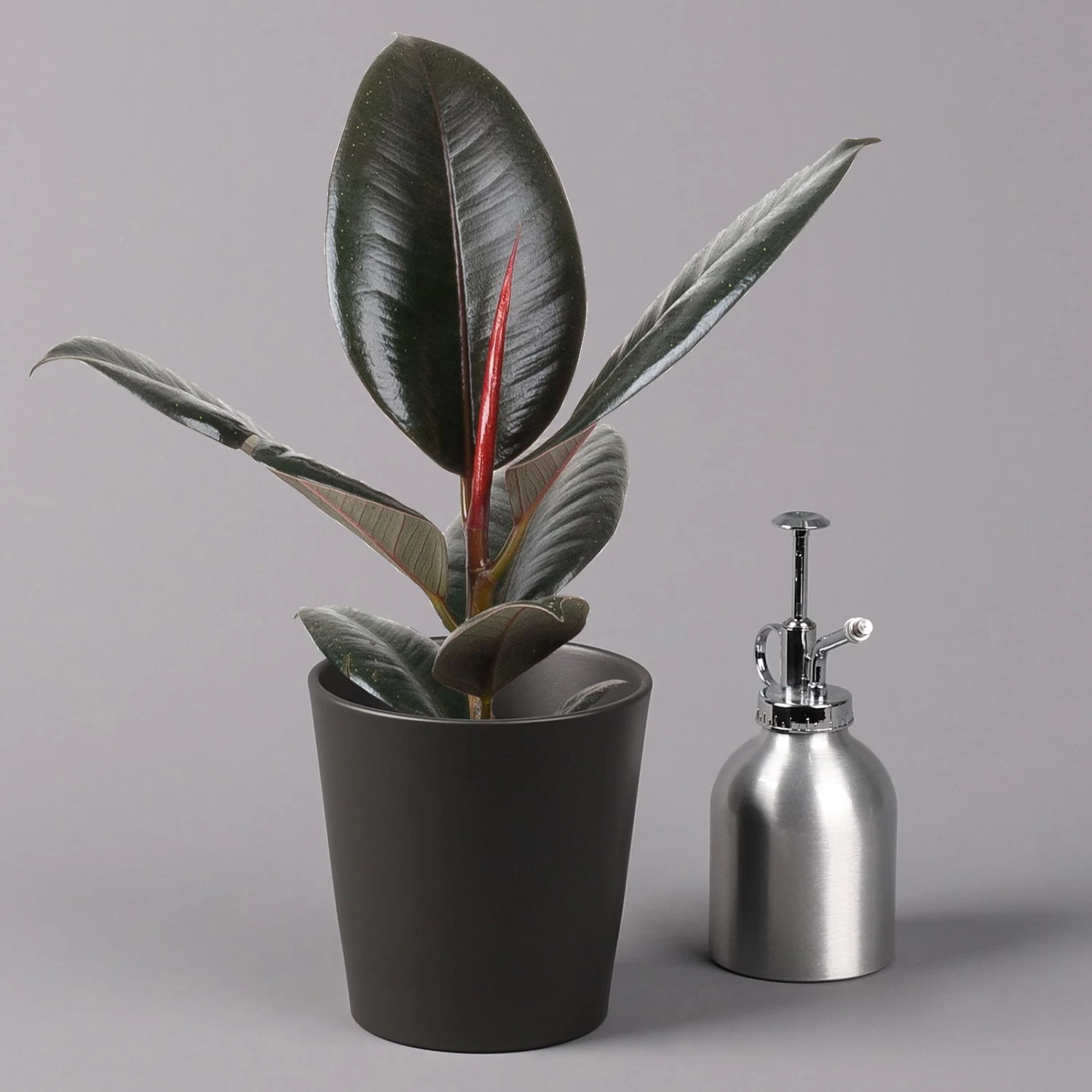 Gummibaum 'Robusta' In Topf Anthrazit, Topf-Ø 12 Cm, Höhe Ca. 40-45cm, 3er-Set 4 Gummibaum 'Robusta' In Topf Anthrazit, Topf-Ø 12 Cm, Höhe Ca. 40-45cm, 3er-Set – Bild 4