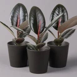 Gummibaum 'Robusta' In Topf Anthrazit, Topf-Ø 12 Cm, Höhe Ca. 40-45cm, 3er-Set
