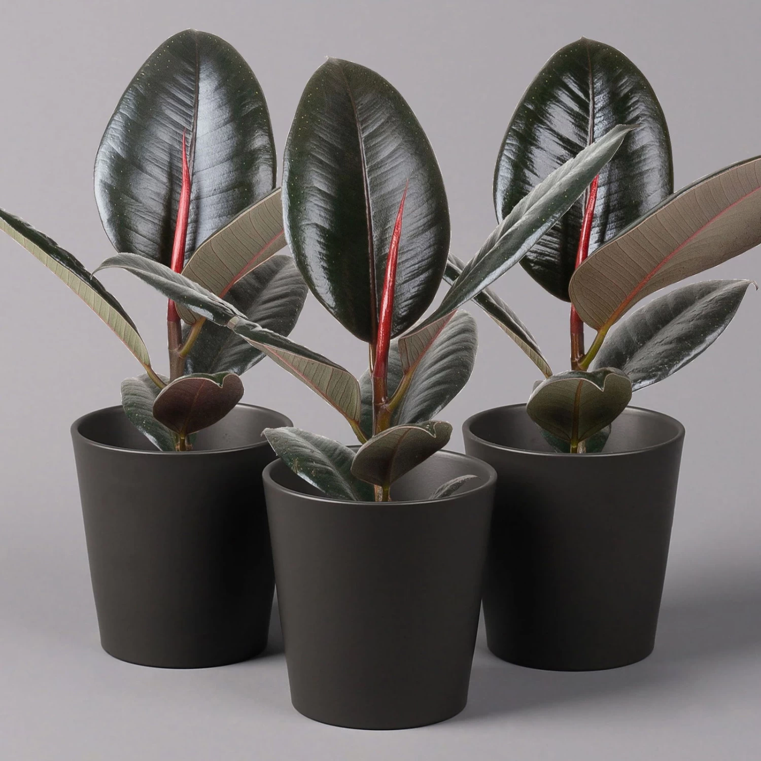 Gummibaum 'Robusta' In Topf Anthrazit, Topf-Ø 12 Cm, Höhe Ca. 40-45cm, 3er-Set 1 Gummibaum 'Robusta' In Topf Anthrazit, Topf-Ø 12 Cm, Höhe Ca. 40-45cm, 3er-Set