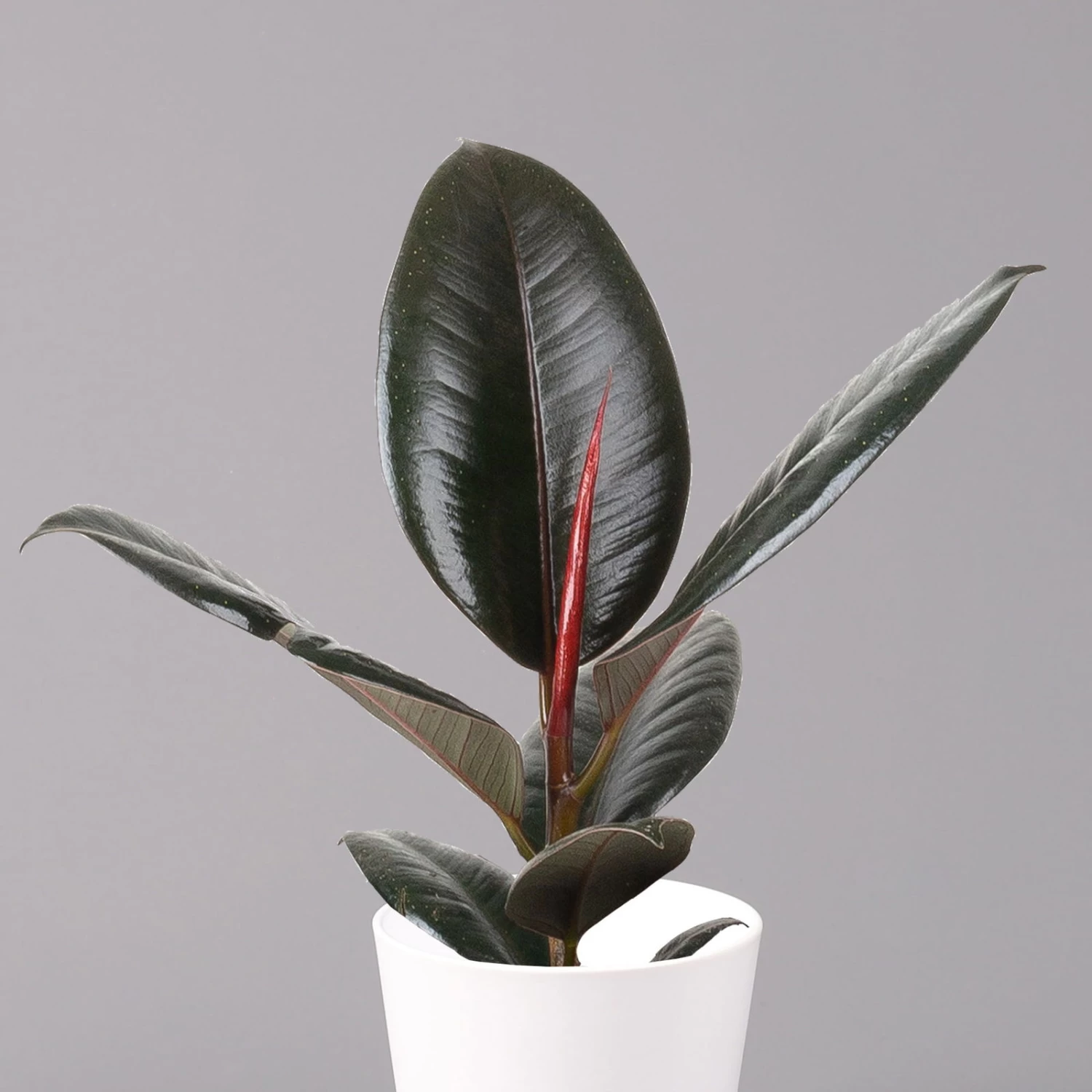 Gummibaum 'Robusta' In Topf Weiß, Topf-Ø 12 Cm, Höhe Ca. 40-45 Cm, 2er-Set 3 Gummibaum 'Robusta' In Topf Weiß, Topf-Ø 12 Cm, Höhe Ca. 40-45 Cm, 2er-Set – Bild 3