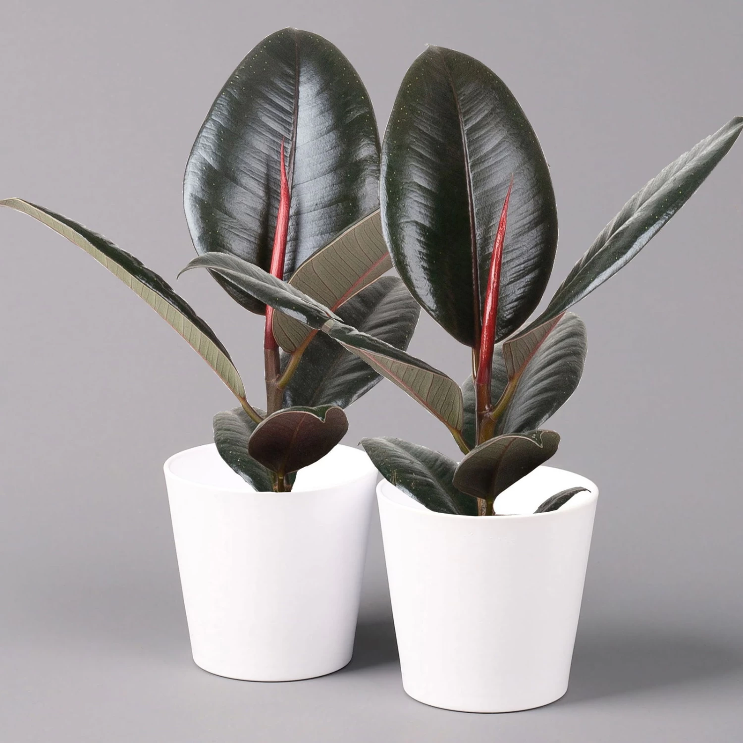 Gummibaum 'Robusta' In Topf Weiß, Topf-Ø 12 Cm, Höhe Ca. 40-45 Cm, 2er-Set 1 Gummibaum 'Robusta' In Topf Weiß, Topf-Ø 12 Cm, Höhe Ca. 40-45 Cm, 2er-Set