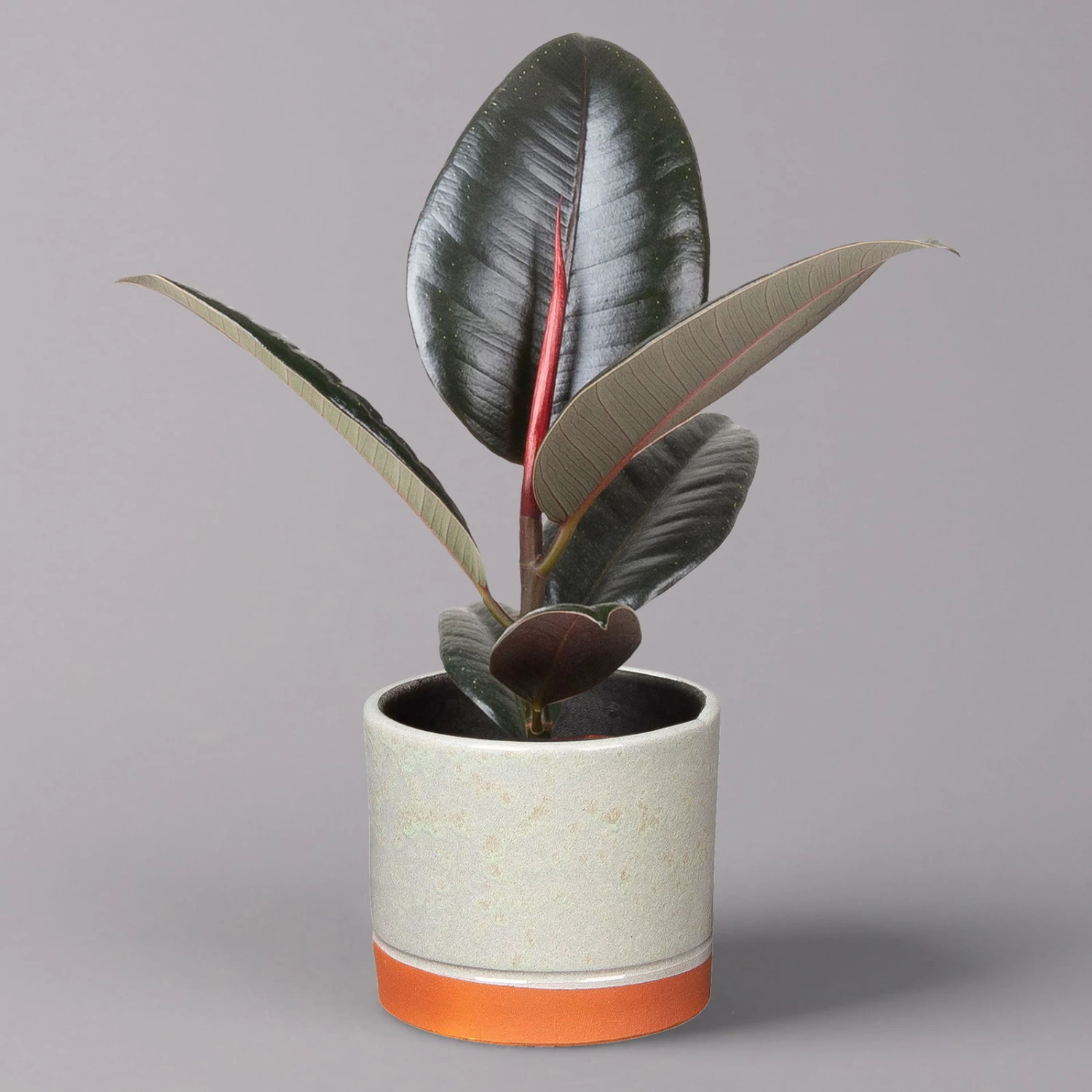 Gummibaum 'Robusta' In Keramiktopf Lauren Grün, Topf-Ø 12 Cm, Höhe Ca. 40 Cm 1 Gummibaum 'Robusta' In Keramiktopf Lauren Grün, Topf-Ø 12 Cm, Höhe Ca. 40 Cm