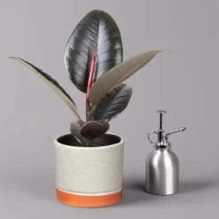 Gummibaum 'Robusta' In Keramiktopf Lauren Grün, Topf-Ø 12 Cm, Höhe Ca. 40 Cm 7 Gummibaum 'Robusta' In Keramiktopf Lauren Grün, Topf-Ø 12 Cm, Höhe Ca. 40 Cm -Gartenbedarf Verkäufe 0223200094 Ficus el Robusta in Uebertopf Lauren gruen 3