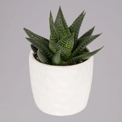 Sukkulenten In Dekotopf 'Honey', Topf-Ø 6 Cm, 3er-Set -Gartenbedarf Verkäufe 0225200537 Mini Sukkulenten Set in Topf Honey 1 117303